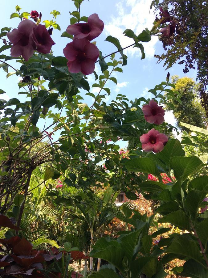Hidden Paradise Guest House Ποκάρα Εξωτερικό φωτογραφία